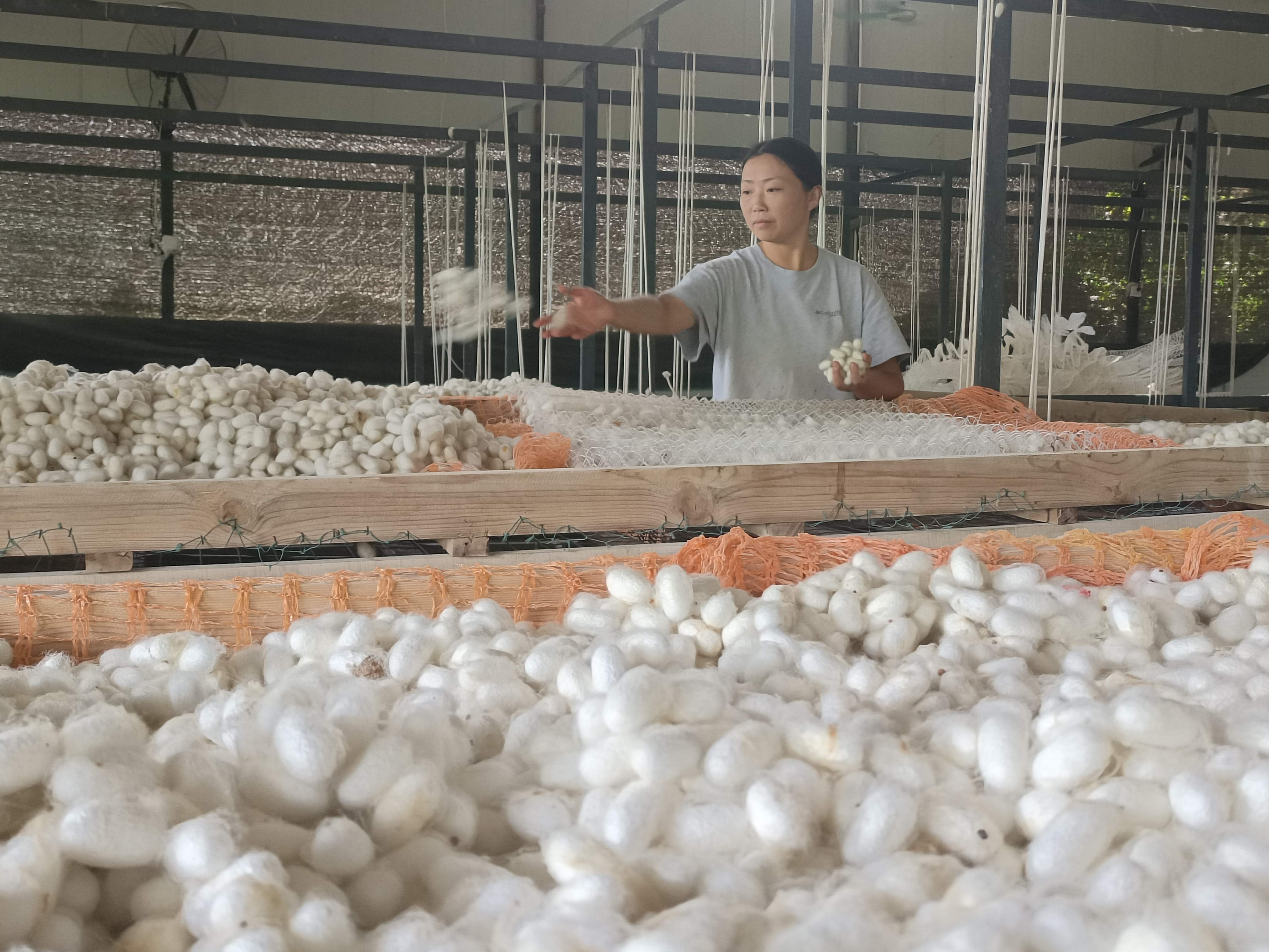 通旅人大：百折不饶的养蚕人，坚定不移的领路人